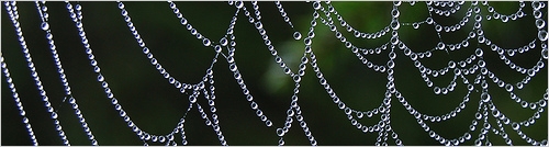 SEO Spider Web - Photo by Bansidhe