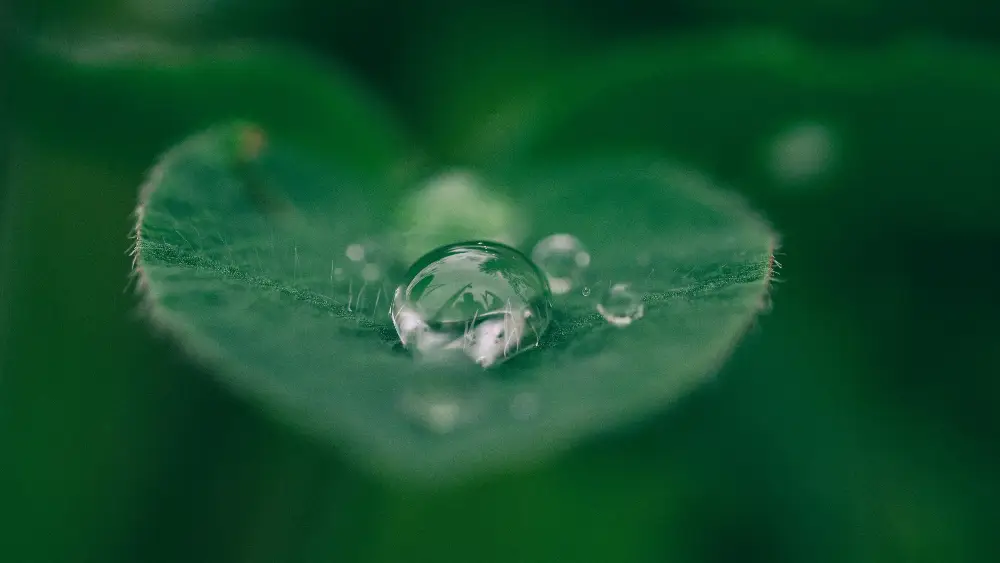 Green leaf with water droplets - How To Build An Online Presence With Sustainability At Its Core