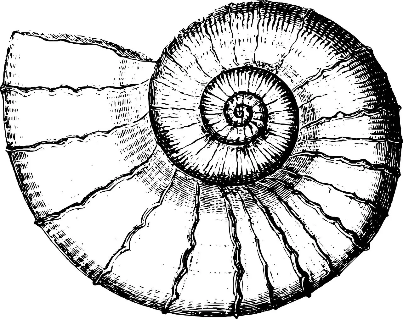 The Golden Ratio in the Nautilus Shell