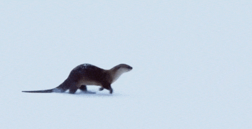 Otter sliding on ice