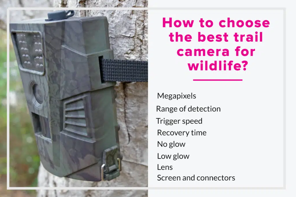 How to choose the best trail camera for wildlife